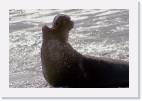 elephant_seal3 * 800 x 533 * (59KB)