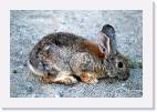 rabbit_mono_lake * 800 x 533 * (103KB)