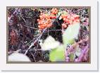 berries * 800 x 544 * (92KB)