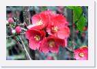 flowers_red * 800 x 533 * (58KB)