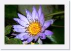 water_lily * 800 x 533 * (47KB)
