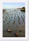 pilings * 533 x 800 * (56KB)