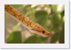 python * 800 x 533 * (26KB)