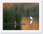 egret * 800 x 611 * (66KB)