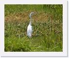 egret2 * 800 x 656 * (94KB)