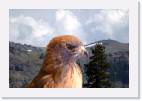 hawk2 * 800 x 533 * (45KB)