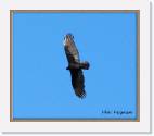 raptor * 800 x 689 * (41KB)