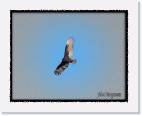 raptor2 * 800 x 633 * (46KB)
